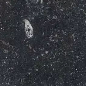 MA130 - Belgian Fossil